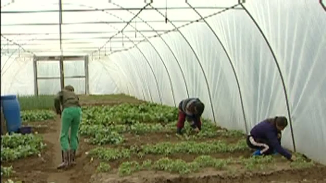 Soroló – A tradicionális lugasokra futtatott uborka