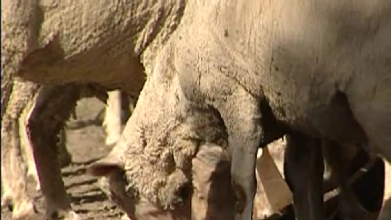 Soroló - Mit esznek majd a bikák?