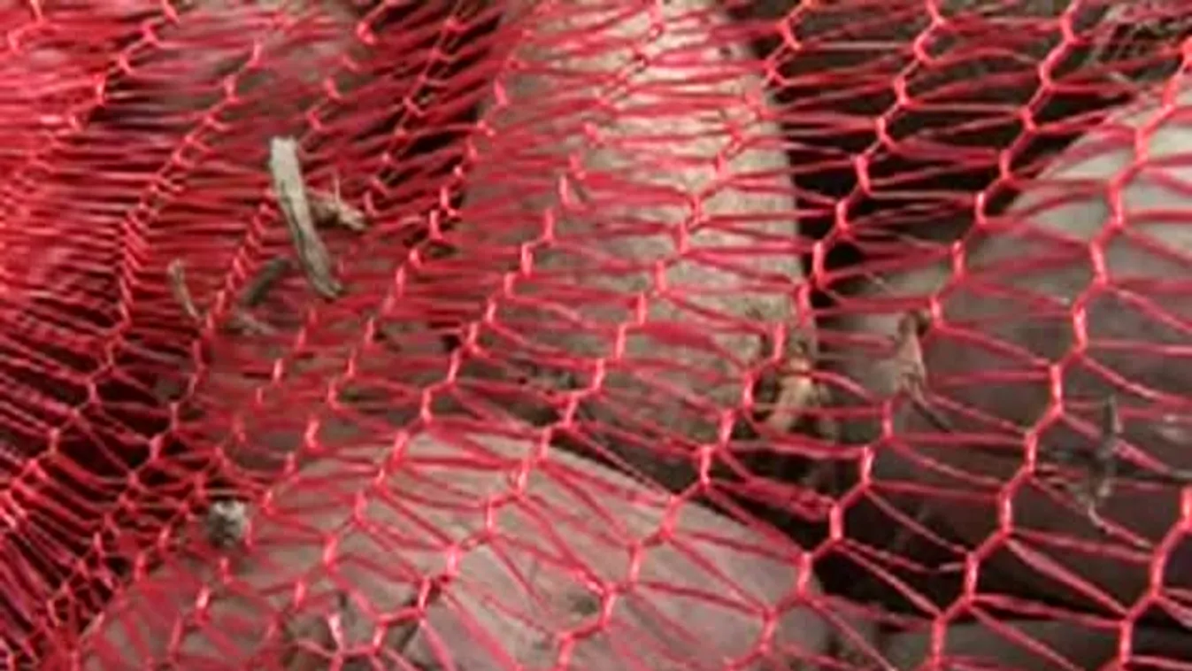 Átadták a százezredik zsák vetőburgonyát Kunhegyesen