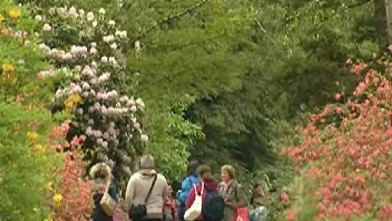 Rododendronok a jeli arborétumban
