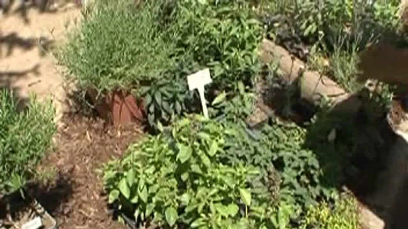 Dísznövény-kiállítás a pécsi tudományegyetemen