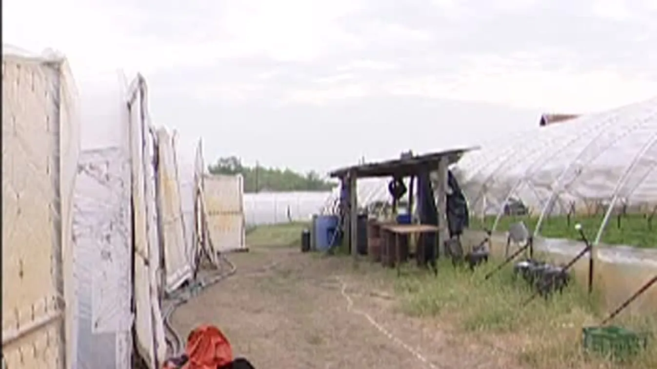 Soroló – Itt a földieper szezonja