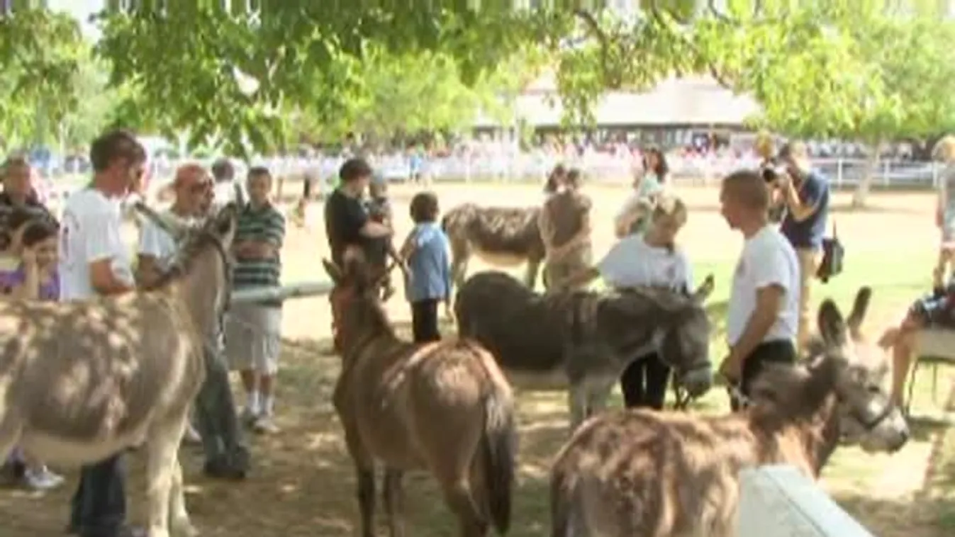 Imre herceg nyerte szamár szépségversenyt