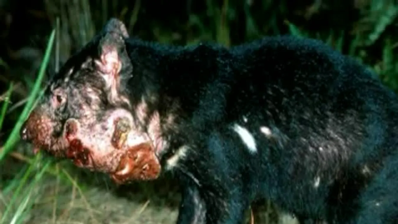 Felfedező – Globális erszényesmentés