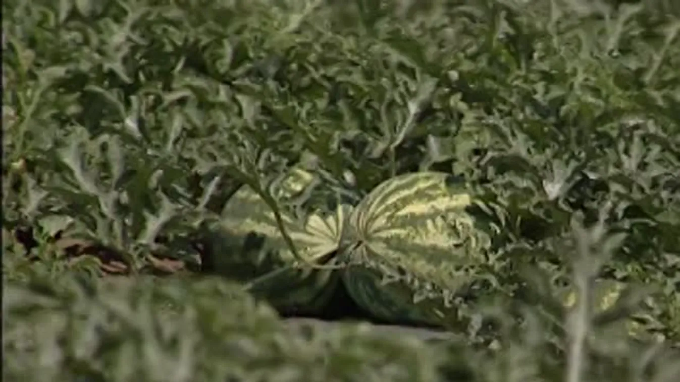 Soroló - Semmi biztató?