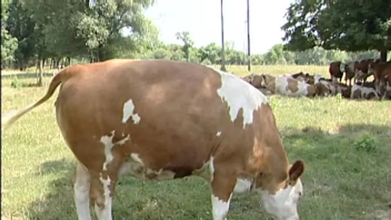 Soroló – A fiatalok nem vásárolnak a nyers tejből