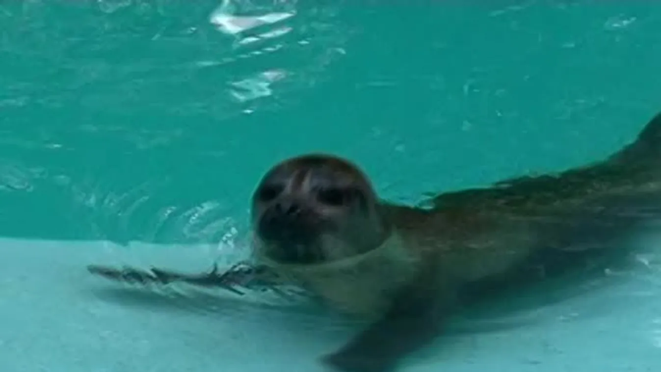 Oroszlánok hava: családi nap a Szegedi Vadasparkban