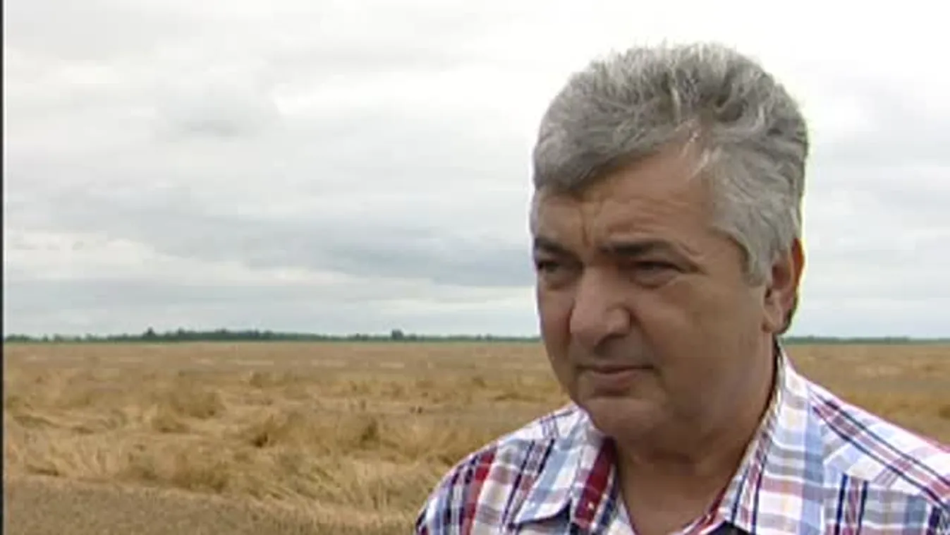 Soroló - Nehéz aratás előtt állnak a gazdák