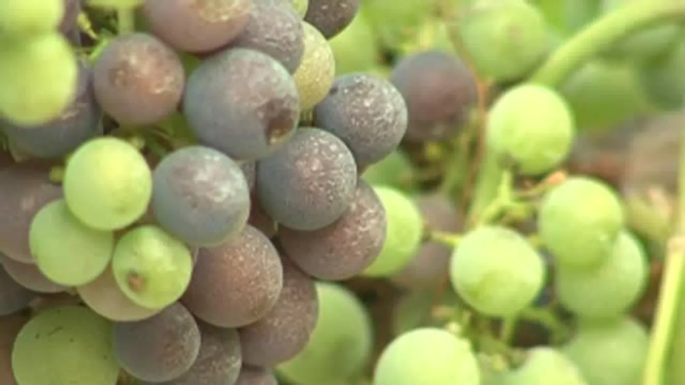 Különleges lehet az idei borévjárat