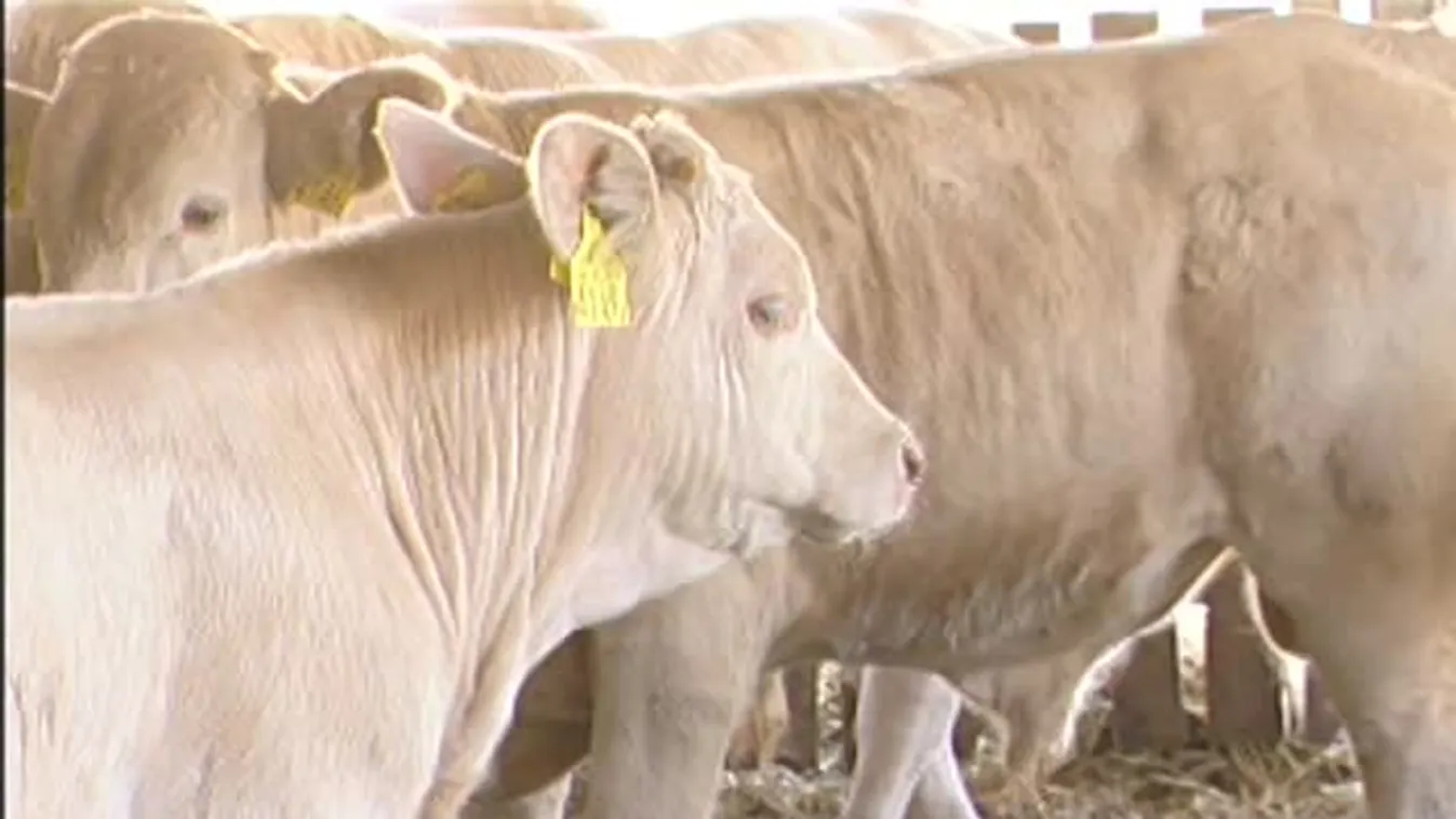 Soroló – Sikerágazat volt a húsmarhatenyésztés