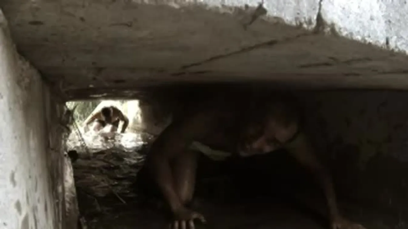 Befutó szabad stílus - Harcosok futása