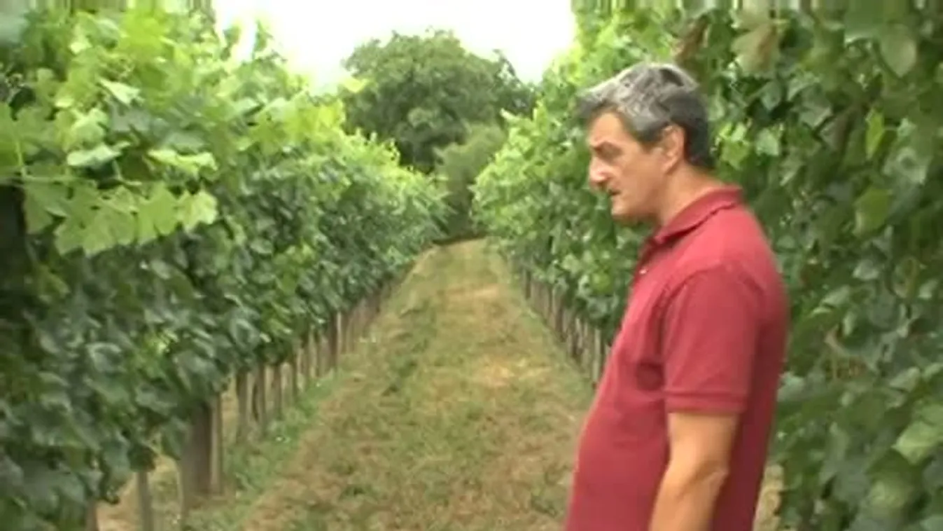 Jó termésre számítanak a borvidékek többségén