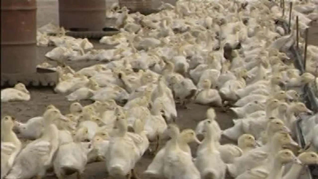 Soroló – Lassan visszaveszi a „régi birtokát”