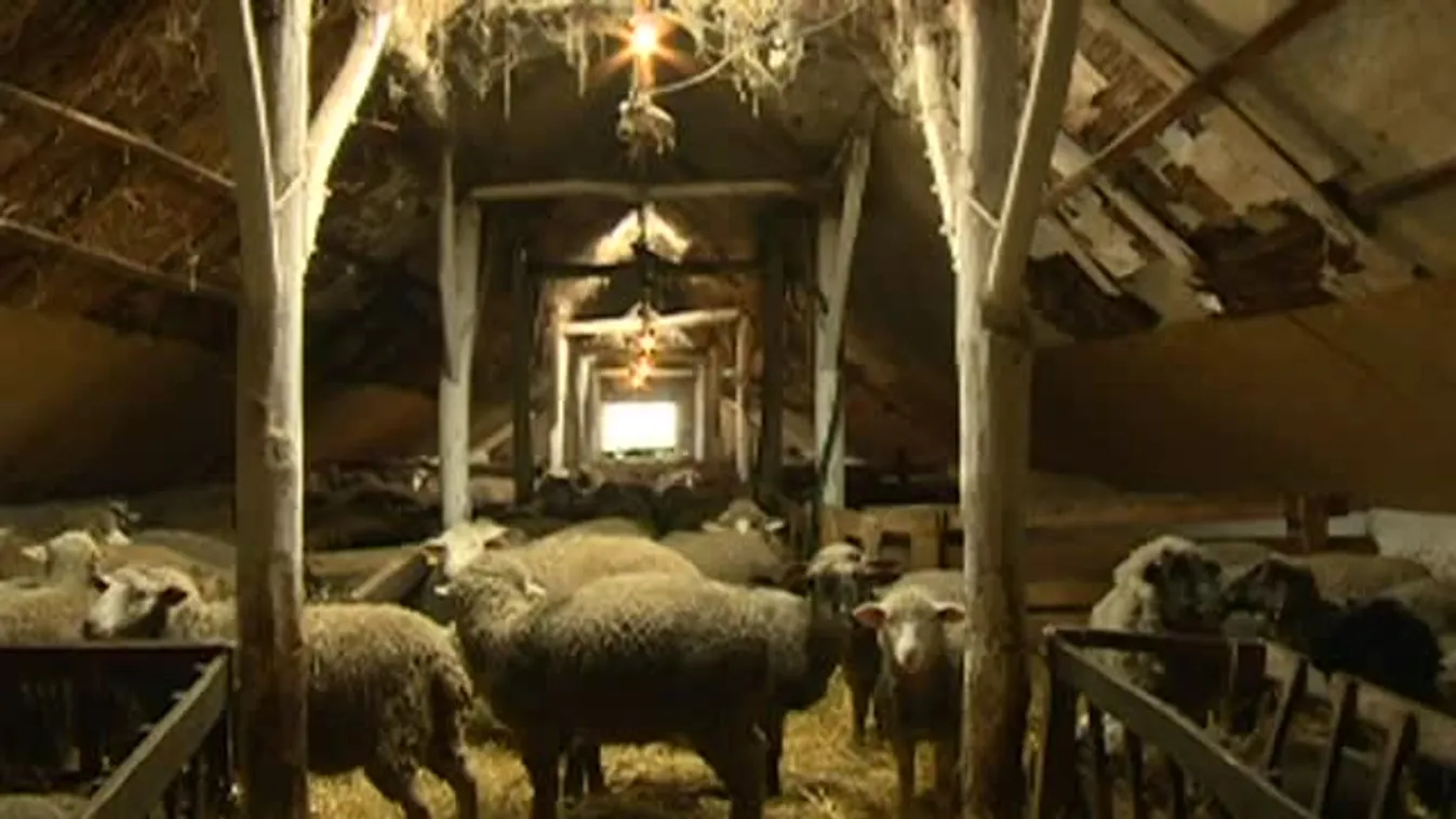 Soroló - A tinédzser fiú máris kész juhász