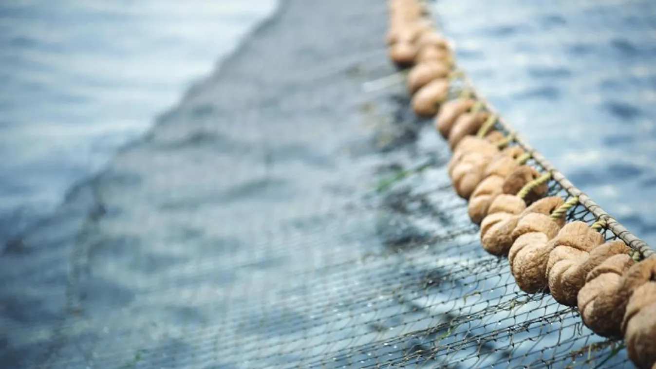 Így működnek az orvhalászok – Havranek Mihály