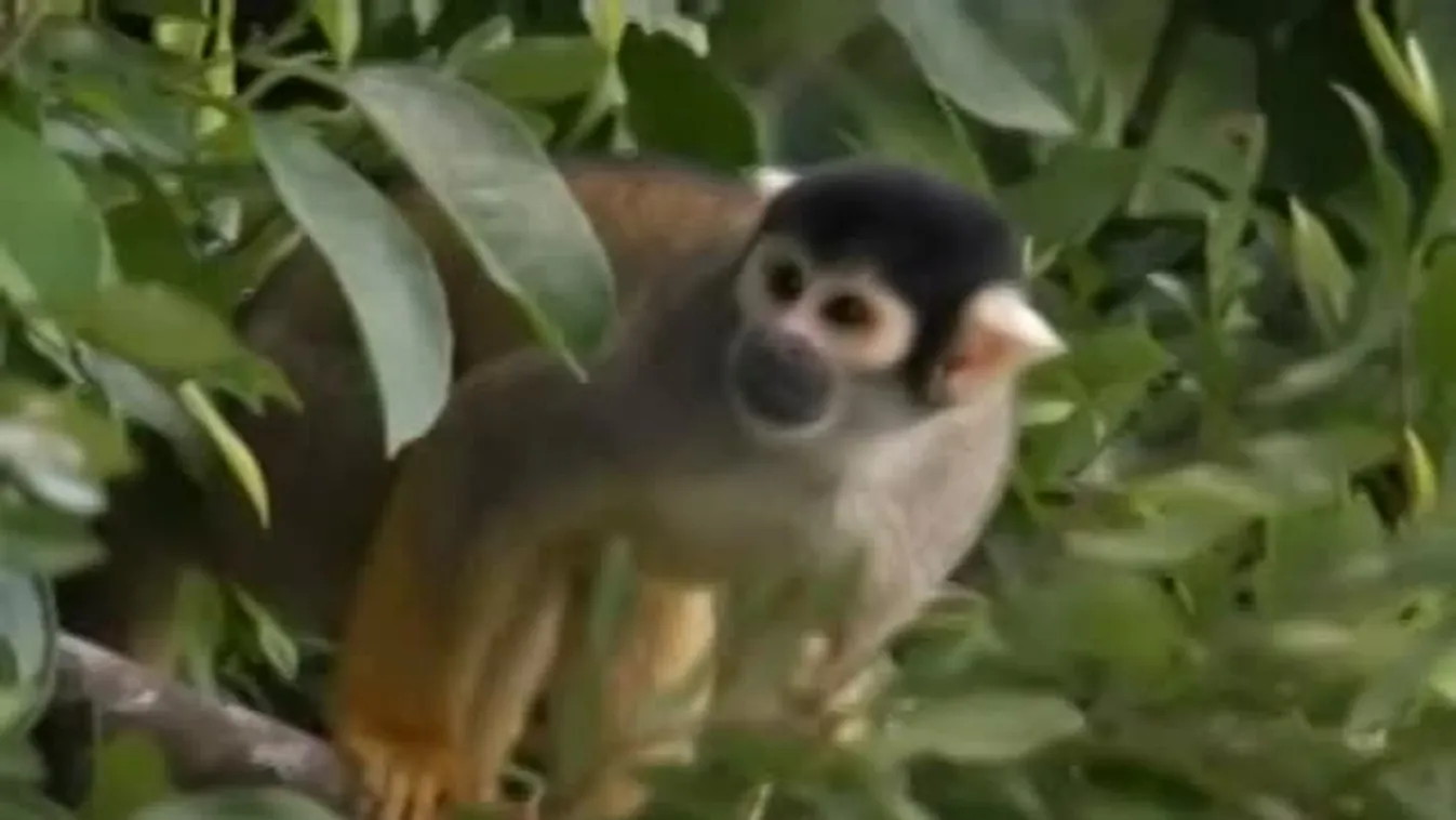 Felfedező – Sokszínűség