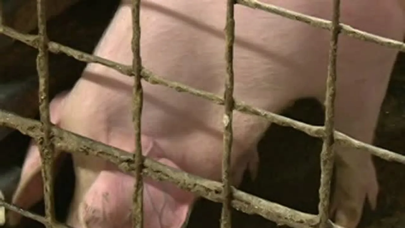 Soroló - Ezerszámra termelnek tojást