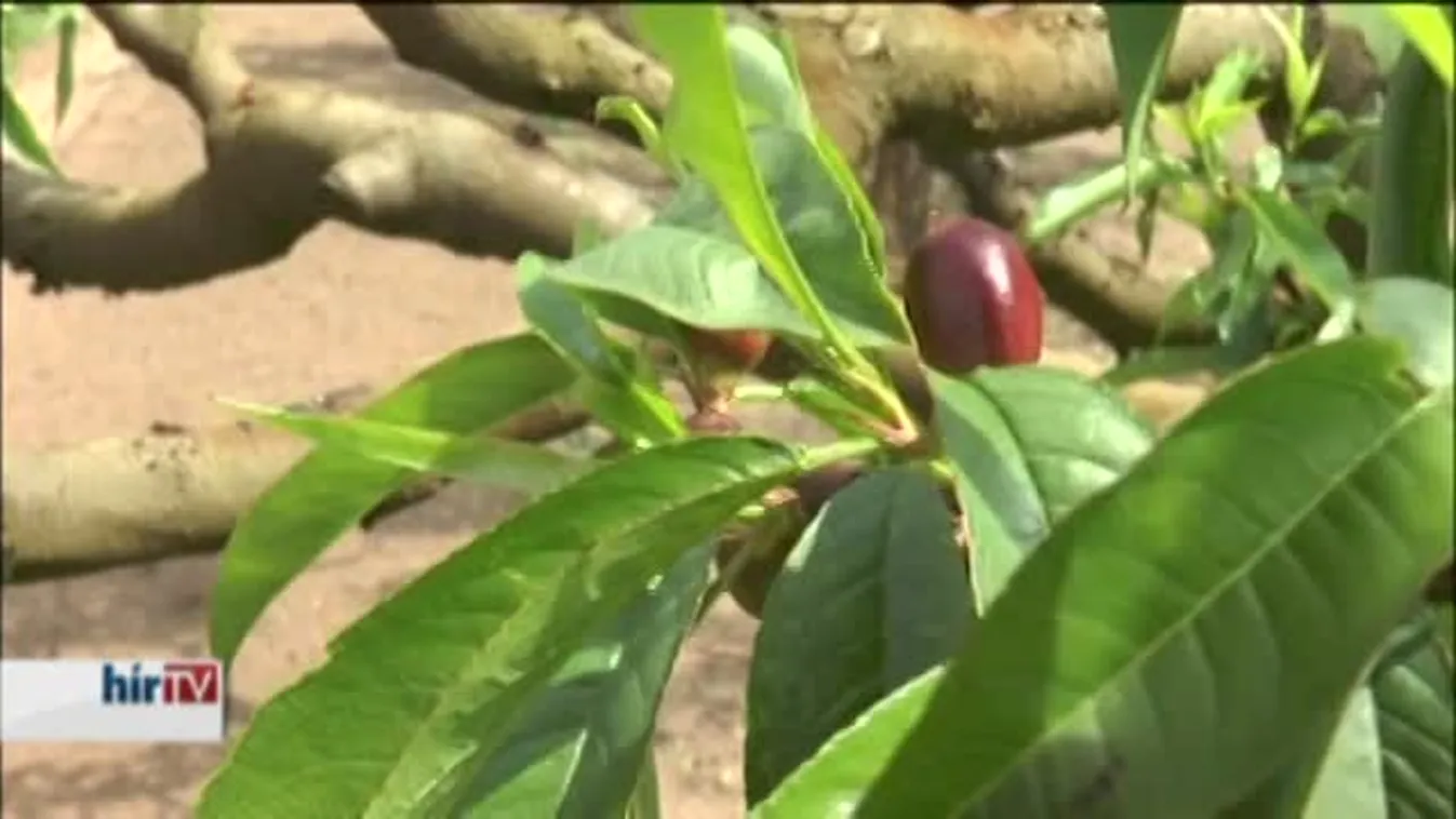 Terméskieséssel számolnak a gyümölcsösgazdák