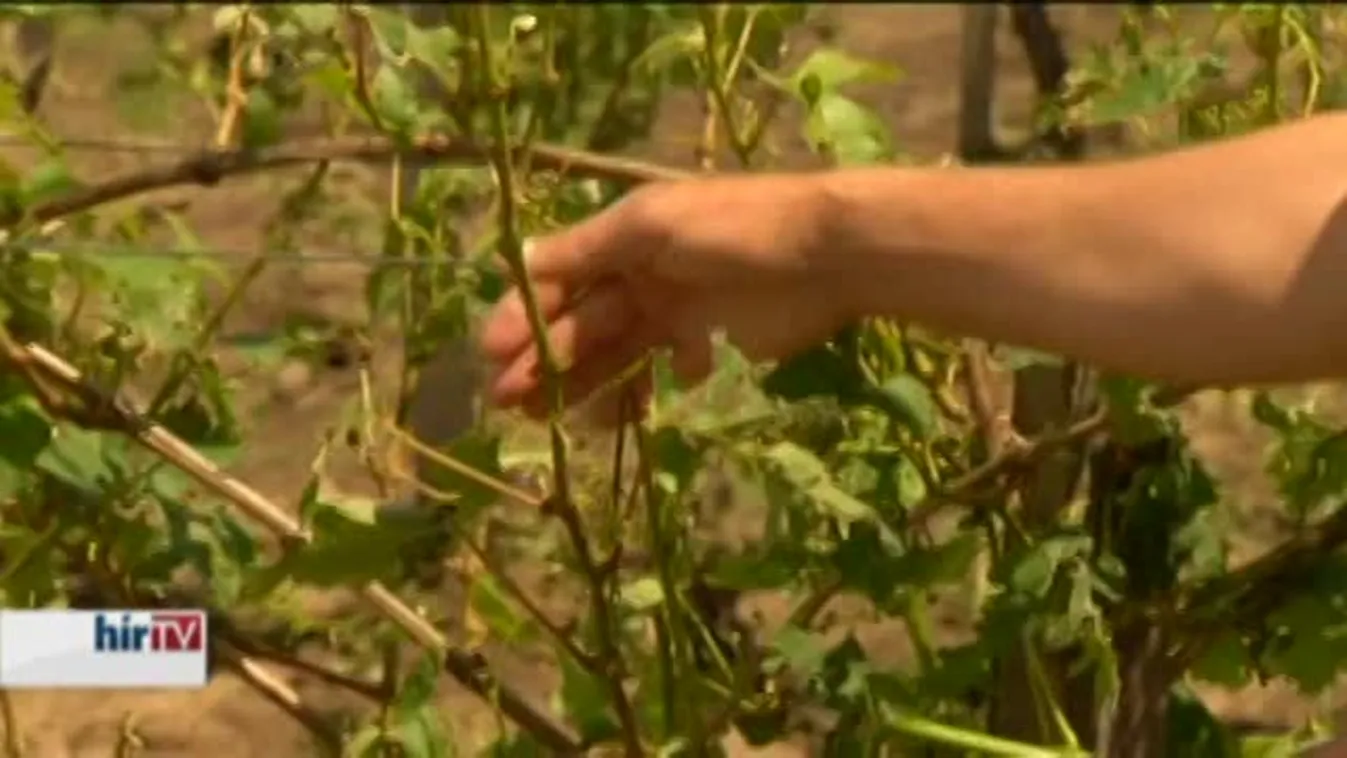 A borsónyi jég 15 perc alatt kivégezte Tokajt