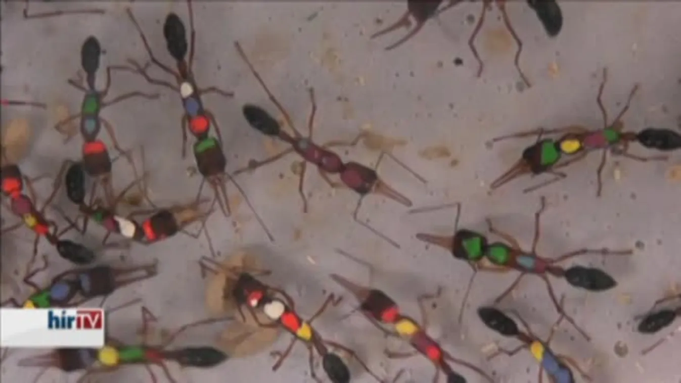 Felfedező – Okosak és erősek az állatvilág apró Góliátjai