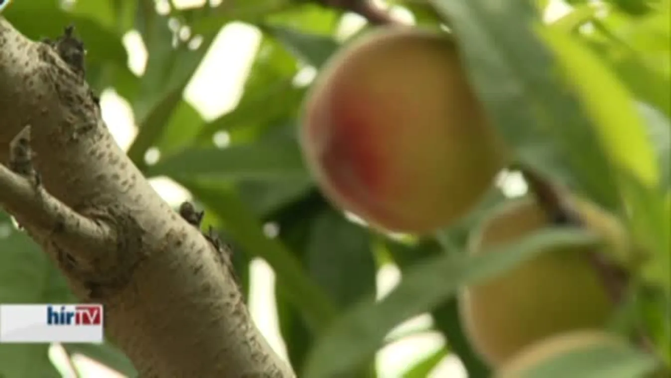 Soroló – Kezdődik az igazi barackszezon