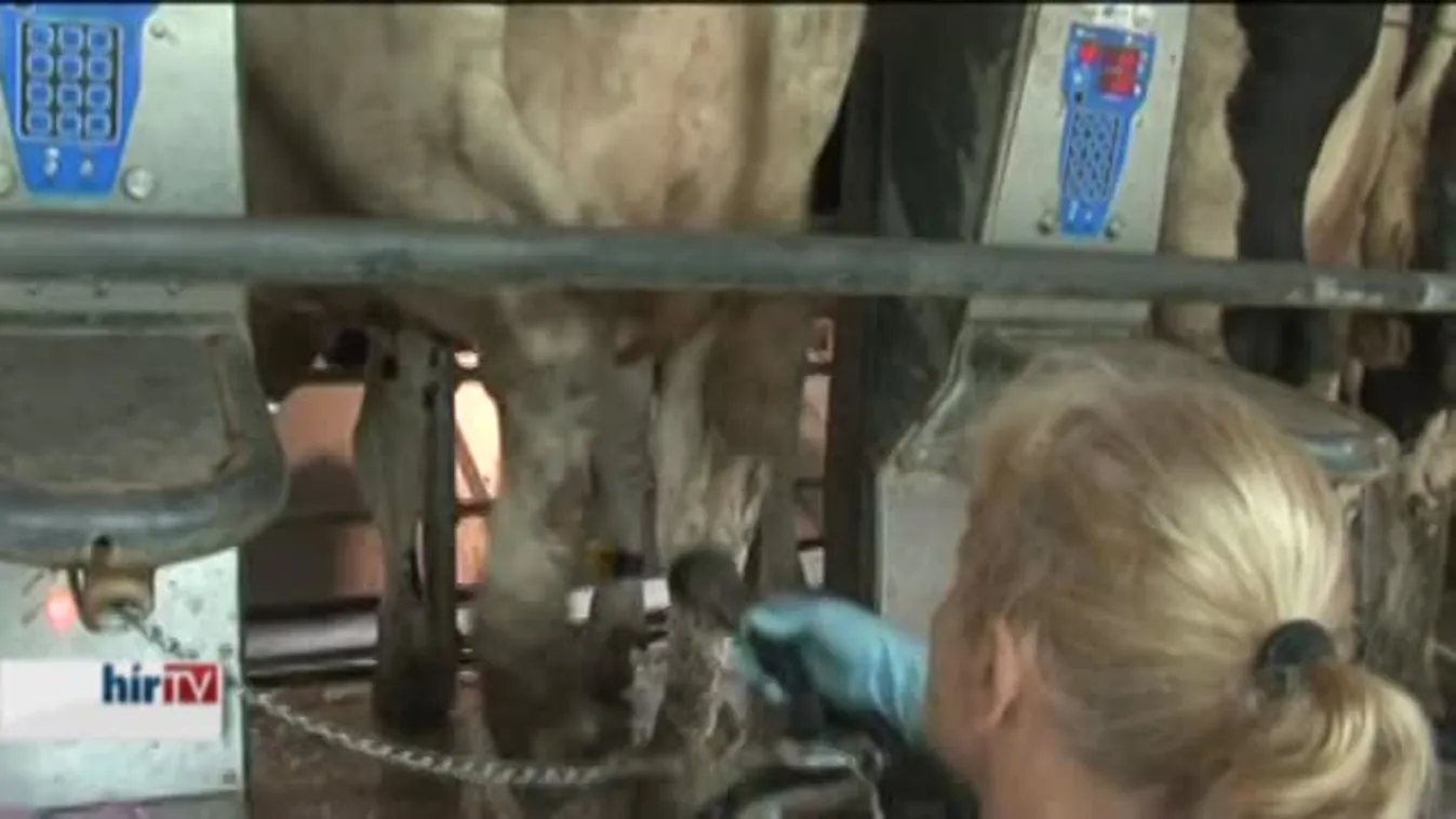 Háborognak a tejtermelők: rontja a magyar piacot az importtej