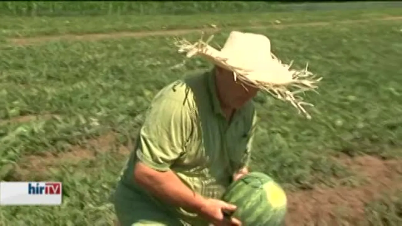 Az akcióval letörik a magyar dinnye árát