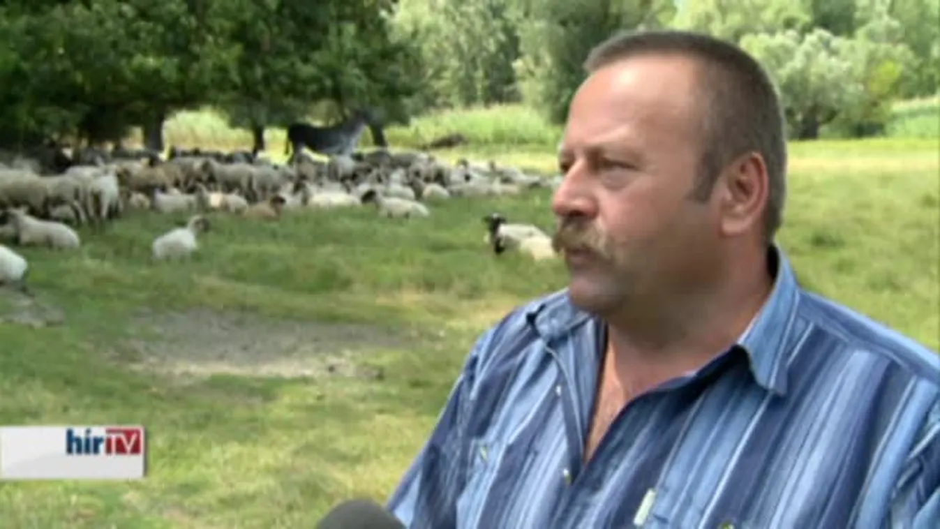 Soroló – Szarvasokkal legelnek a birkák