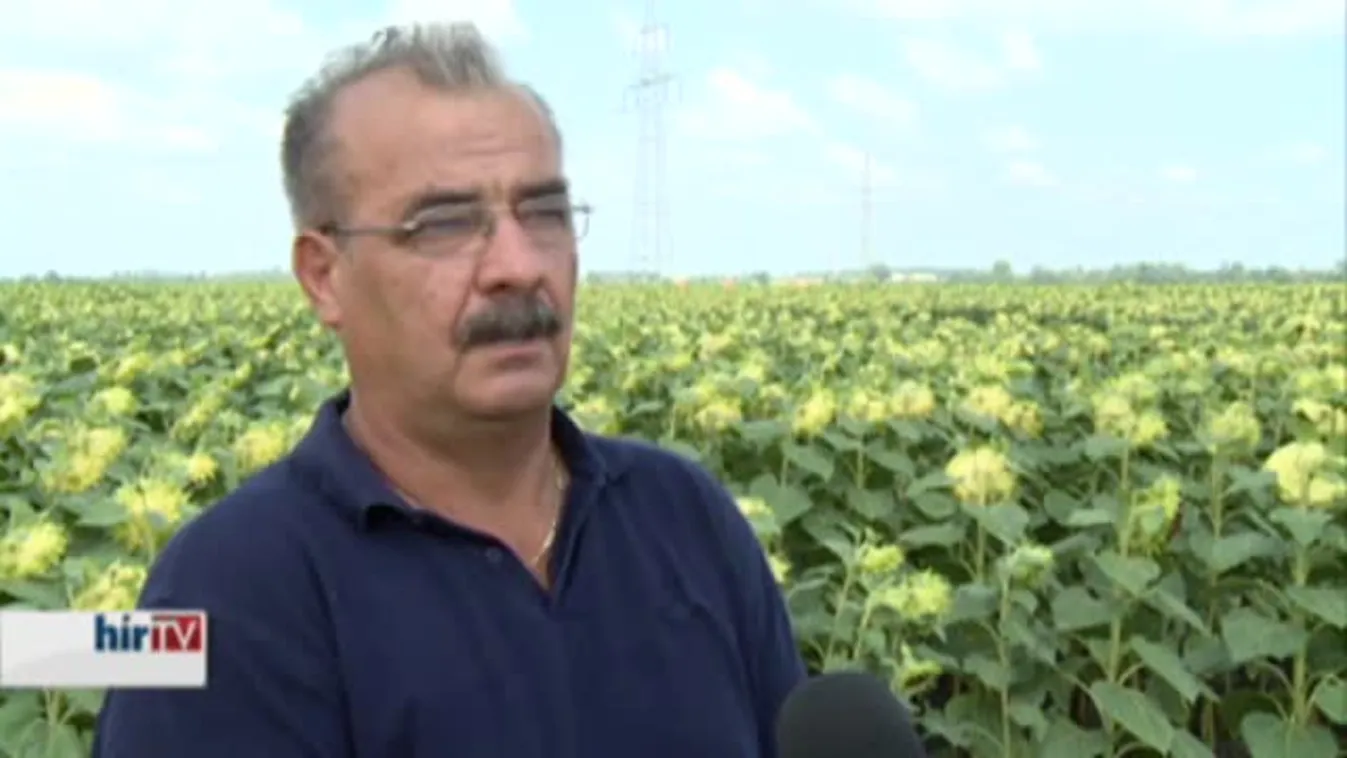 Soroló – Még mindig pocokinvázió