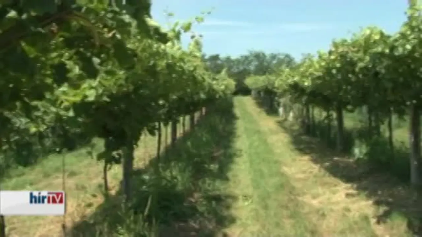 Próbára tette az idei időjárás a bioborászokat