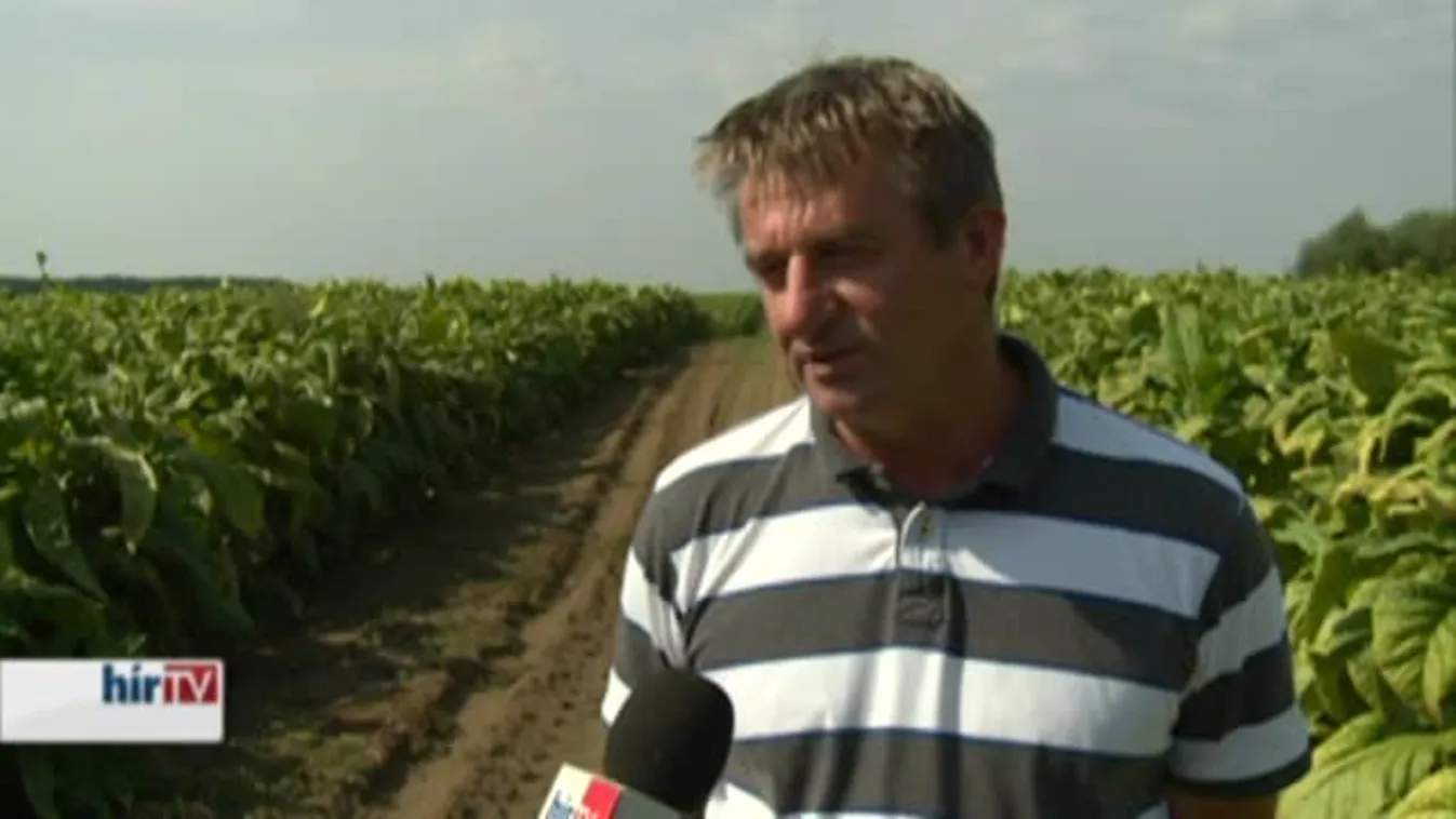 Soroló – Jó az idei dohánytermés