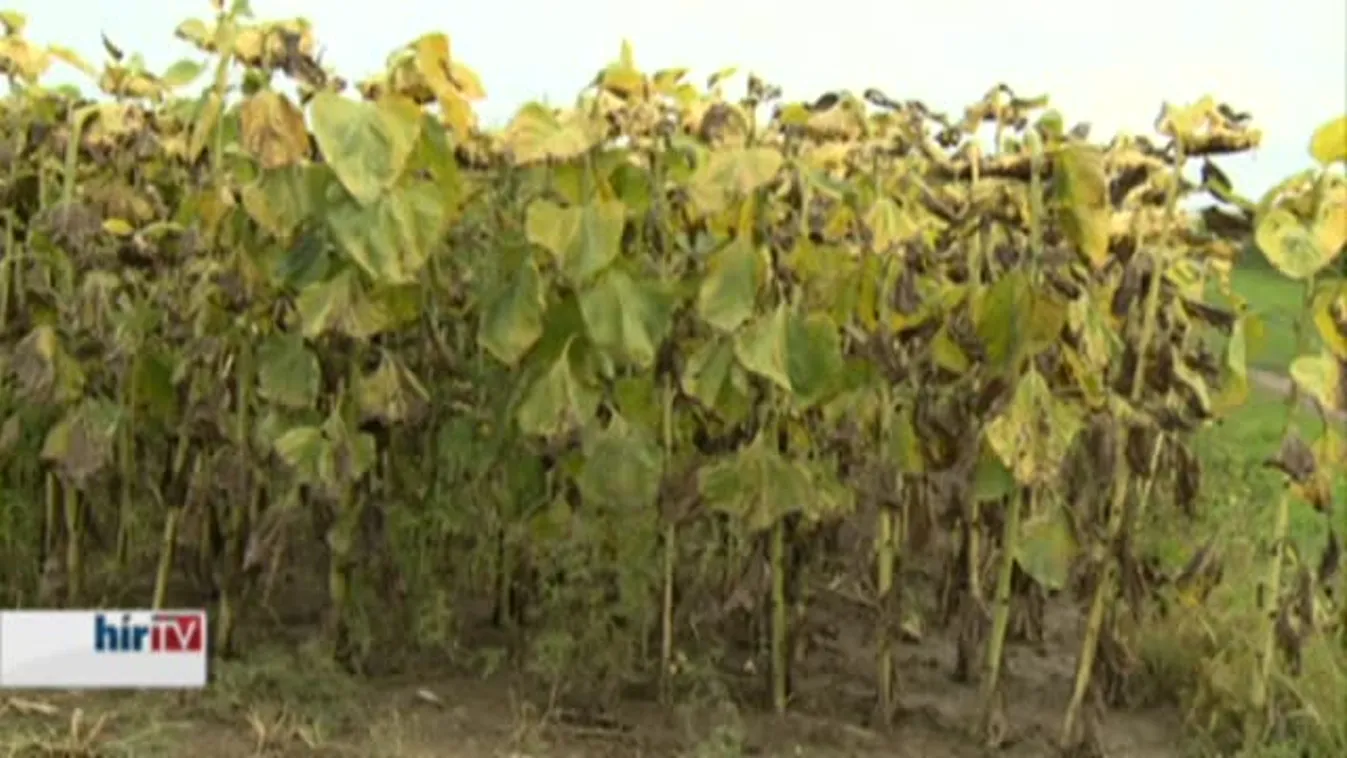 Soroló - Munkaszünetet okozott a földeken a csapadék