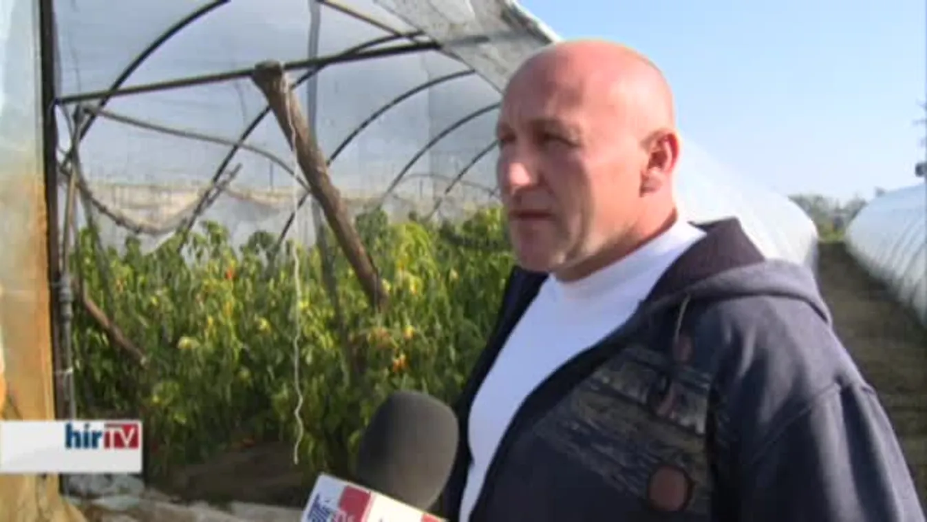 Soroló - Véget ért az idei zöldpaprikaszezon