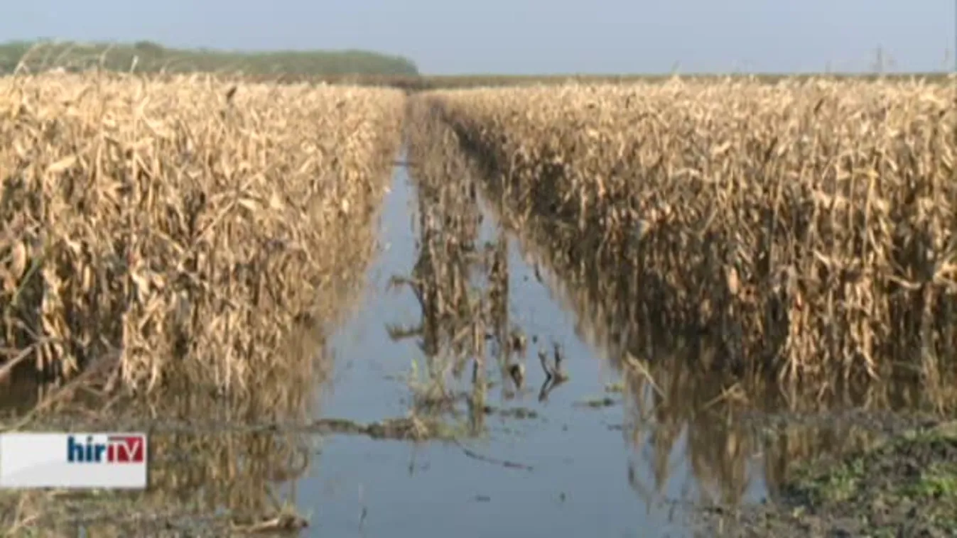 Soroló – Ritka jelenség nálunk