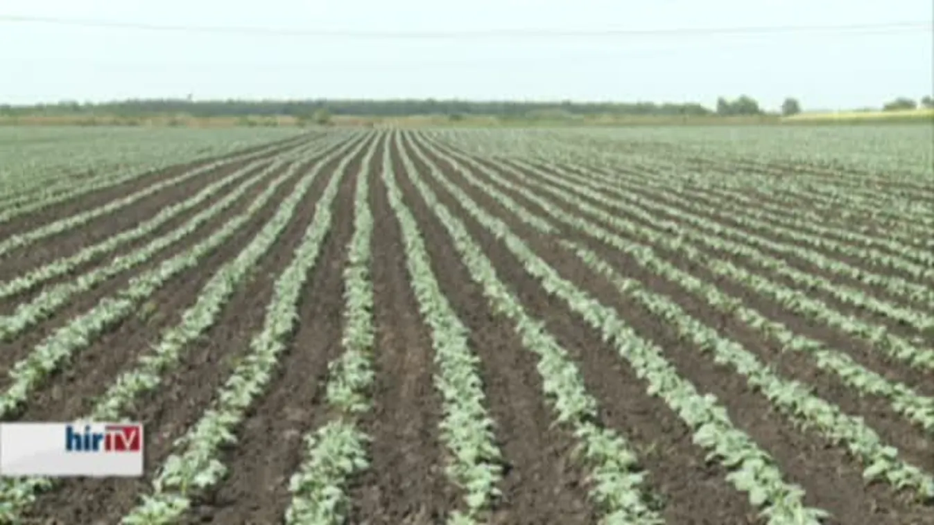 Soroló – Beszélgetés Fazekas Sándorral