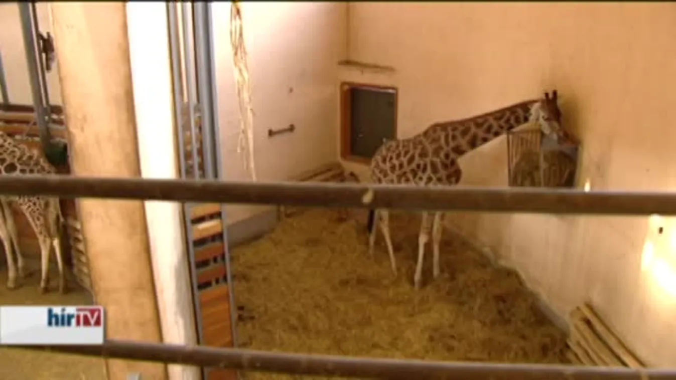 Zsiráfborjú született a Fővárosi Állat- és Növénykertben