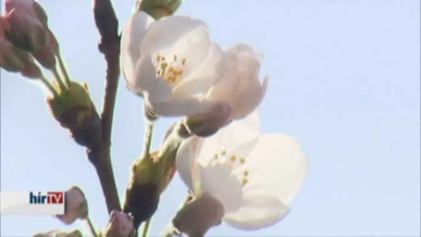 Megkezdődött a cseresznyevirágzás Japánban