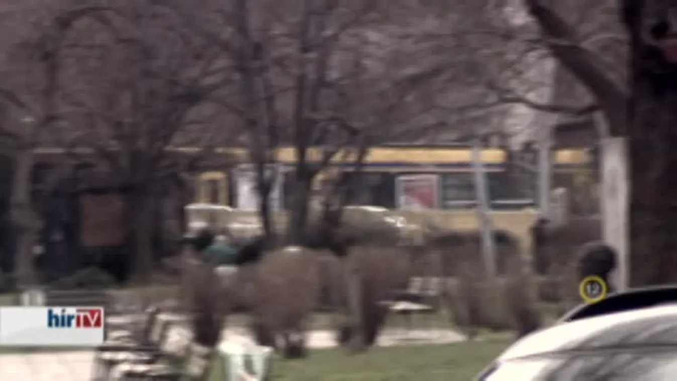 Riasztás – Beteges agresszió