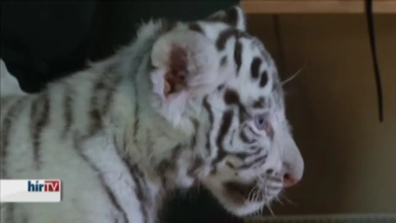 Fehér tigriskölykök a Győri Állatkertben