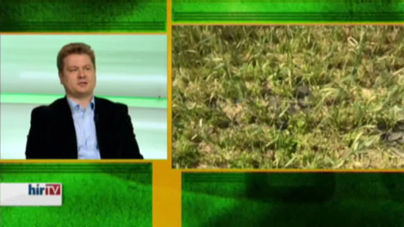 Zöld övezet – Megérkeztek a koalák