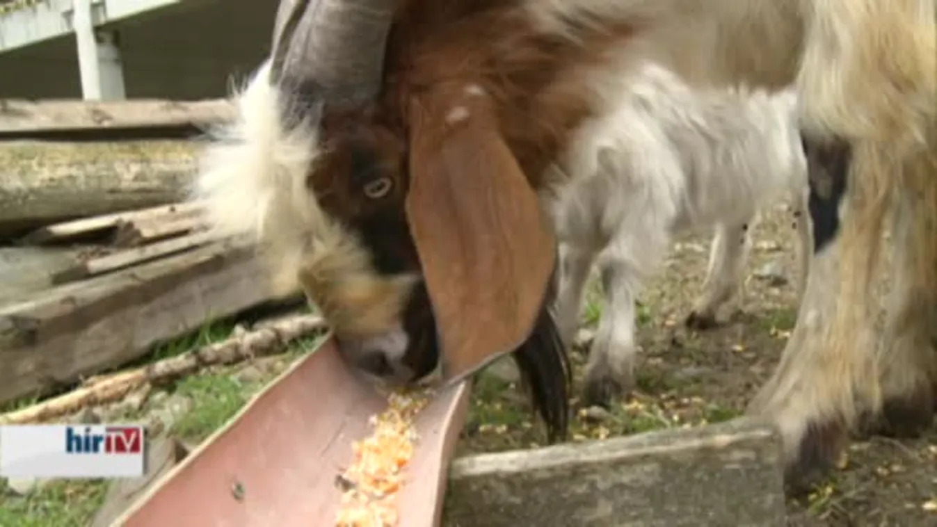 Soroló – Megakadt a gyógynövénylepárló üzem építése