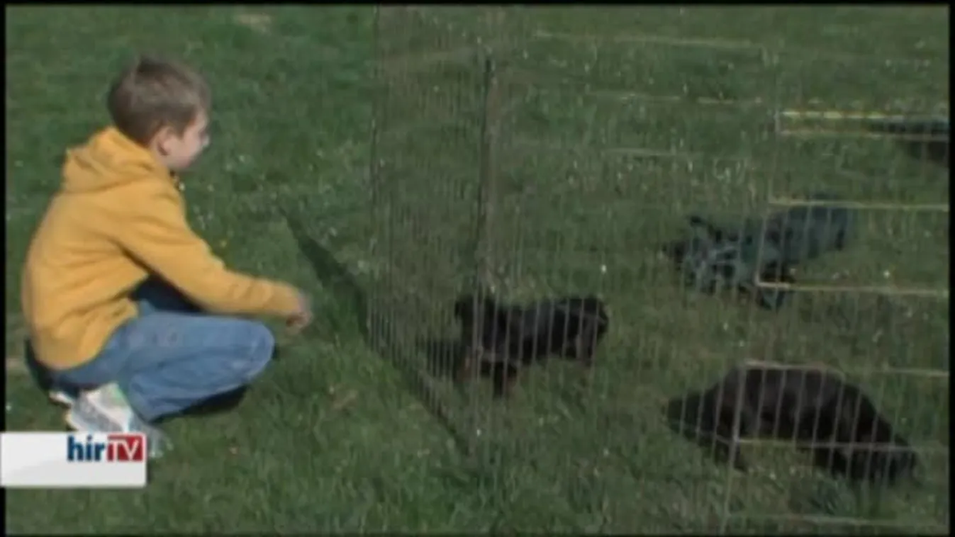 A vizslák viszik a prímet