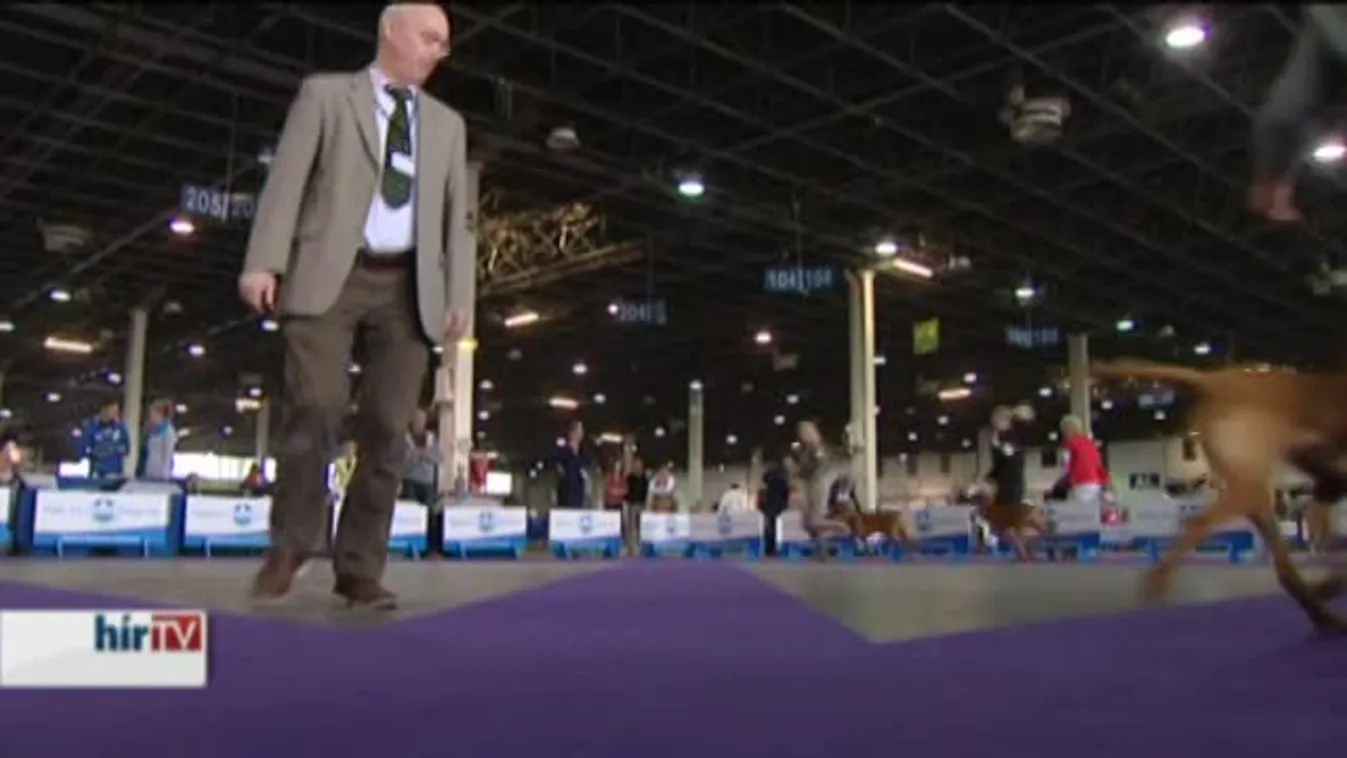 Kutyaverseny és kiállítás a háromnapos Budapesti Grand Prix Dog Show-n