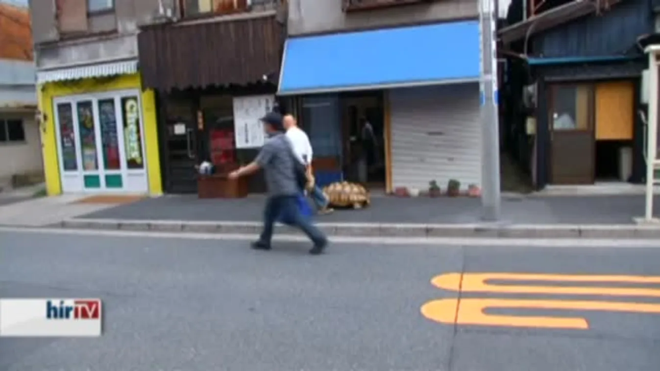 Urbanus óriásteknős – háziállat Tokióban