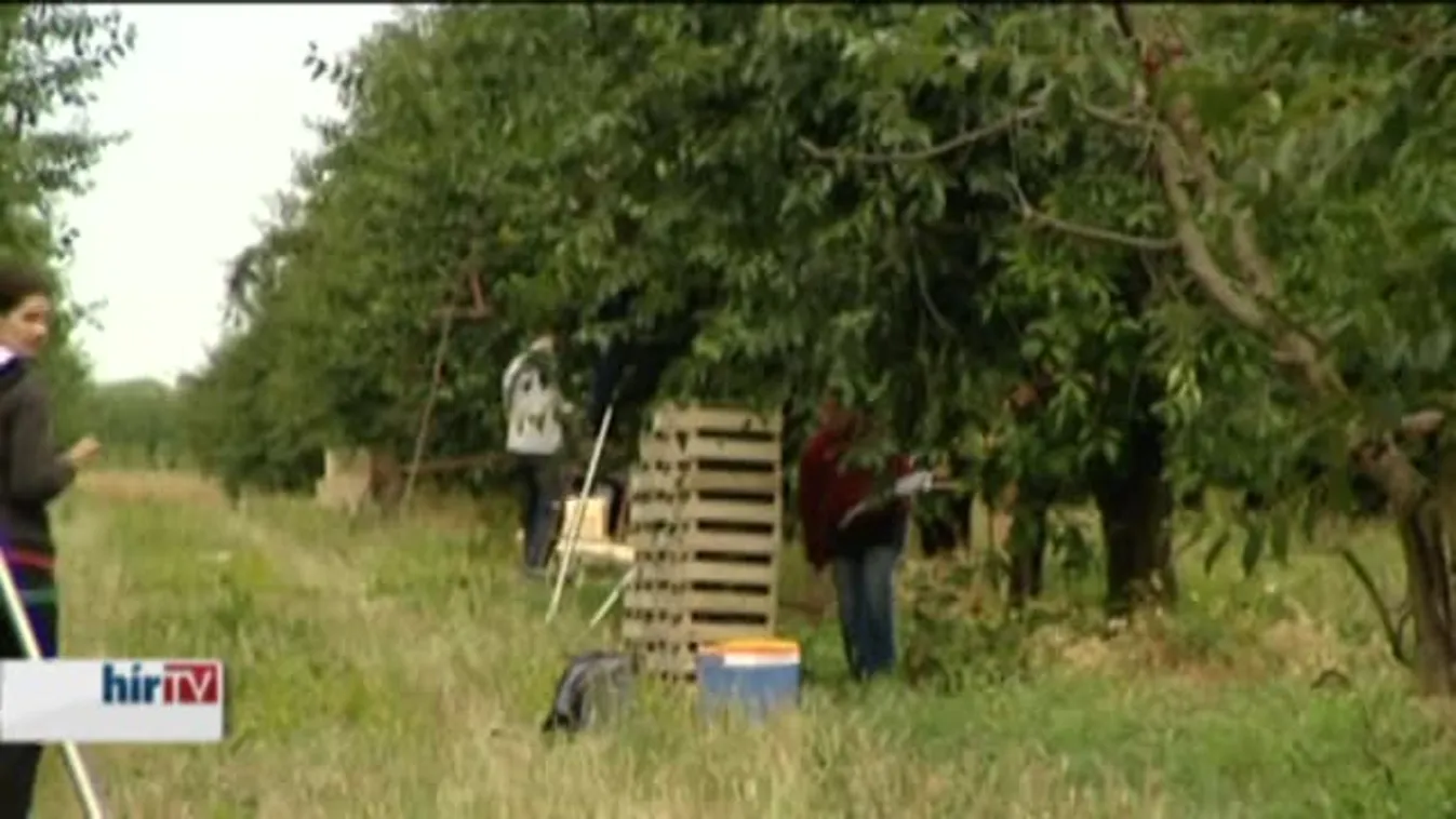 Zajlik a meggyháború