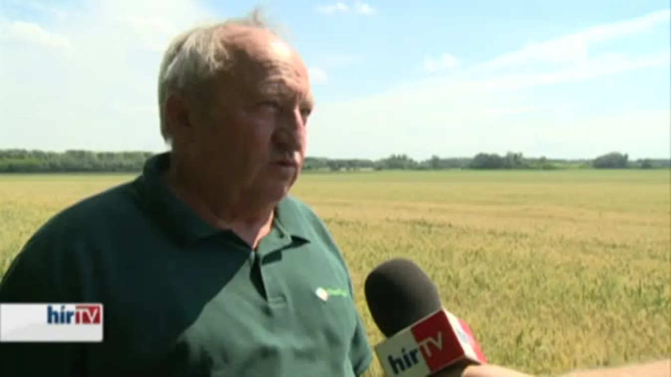 Soroló – Vagyonőröknek kell vigyázniuk a búzatáblára