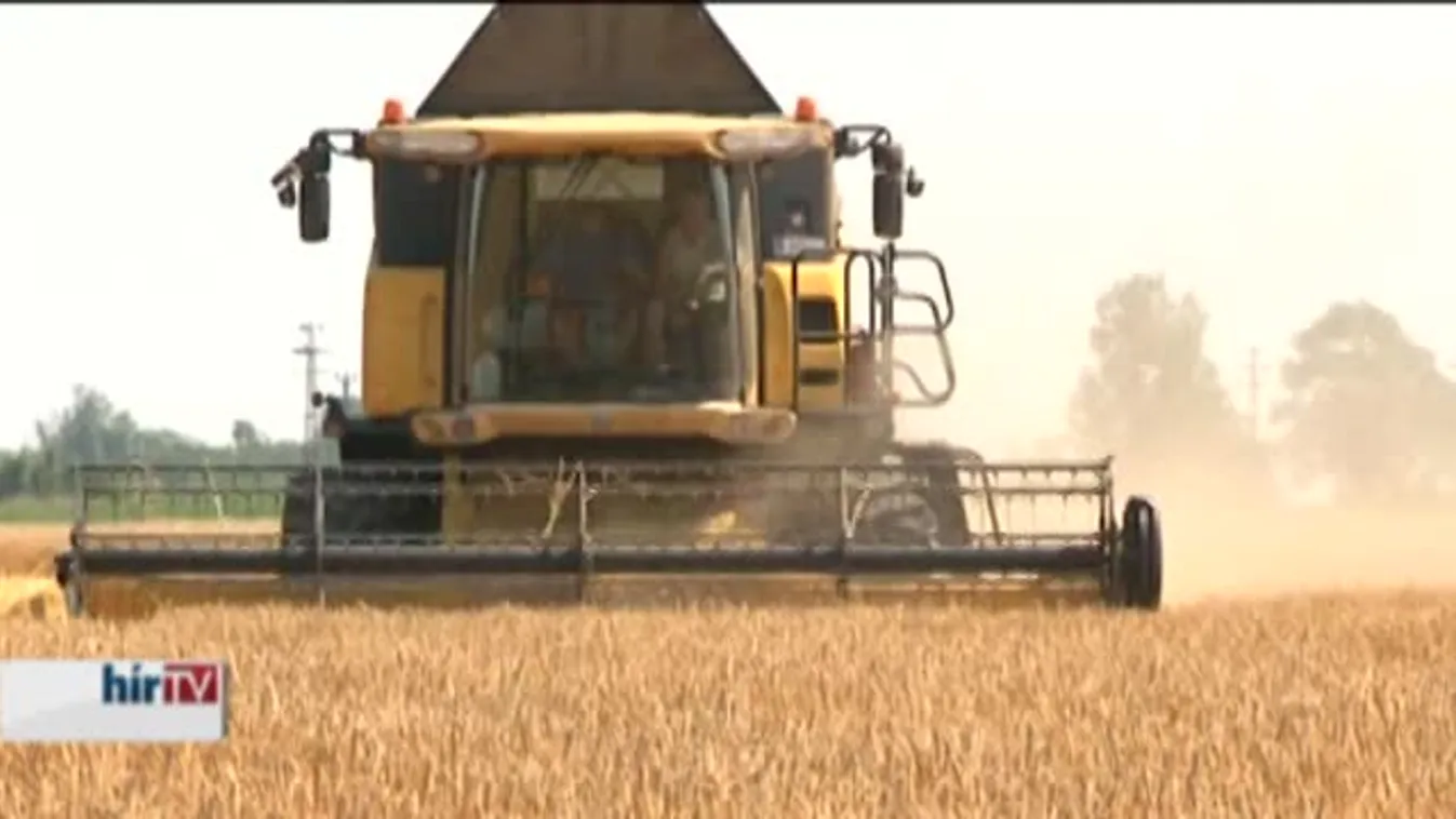 Őszi búza: jó minőséget várnak a gazdálkodók