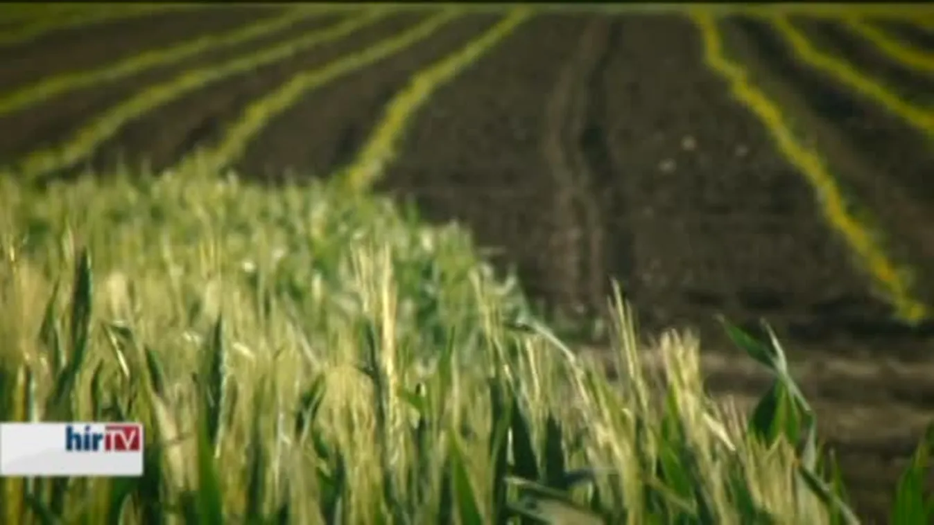 Látótér – Ménesbirtok