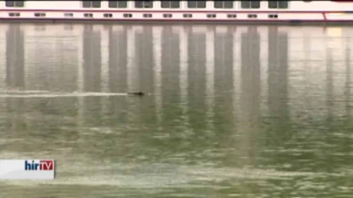 Vaddisznó lubickolt az Erzsébet hídnál a Dunában