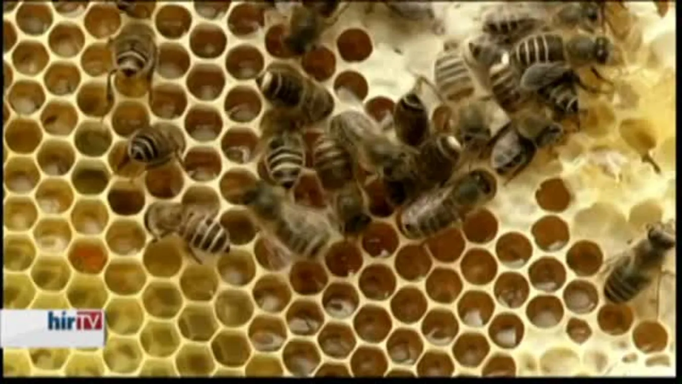 Felfedező – A méhek újabb csodája